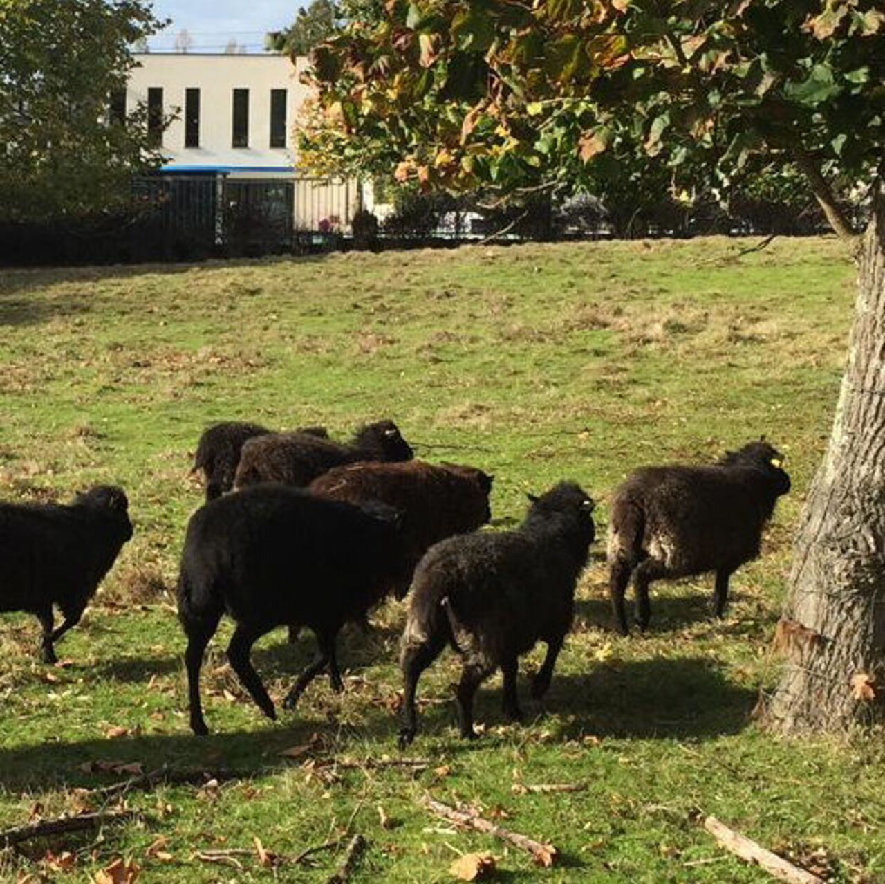 Moutons d'Ouessant en mission d'écopâturage à l'Ecole Centrale, Nantes. LAGARD, octobre 2019